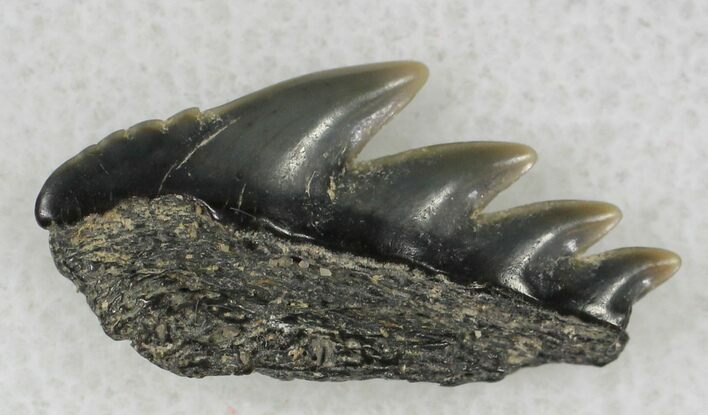 Fossil Cow Shark (Notorynchus) Tooth - Maryland #21323